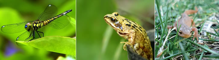 Dieren in en rond de vijver